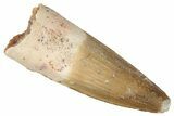 Juvenile Fossil Spinosaurus Tooth - Real Dinosaur Tooth #286759-1